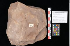 Foto (Objekt + Etikett) von Quercus palaeoilex Ettingshausen (NHMW-GEO-2024-0188-0781)